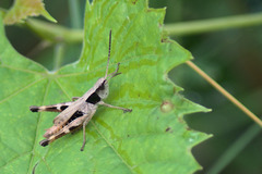 Chloealtis conspersa