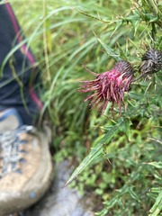 Cirsium suzukii