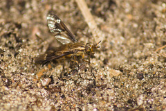 Chrysops brunneus