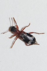 Thanasimus undatulus