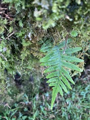 Polypodiodes amoena
