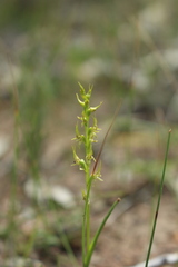 Prasophyllum gracile