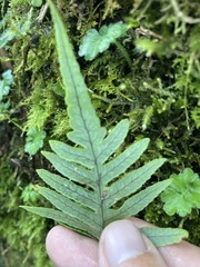 Polypodiodes amoena