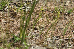 Prasophyllum gracile