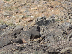 Ammomanes deserti