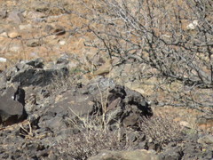 Ammomanes deserti