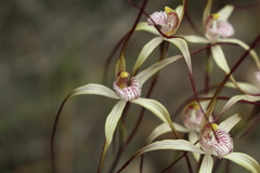 Caladenia straminichila