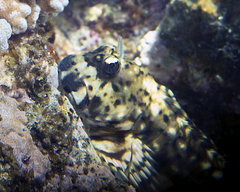 Wavyline Rockskipper photo 3