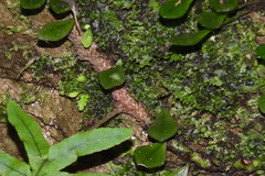 Polypodiodes amoena