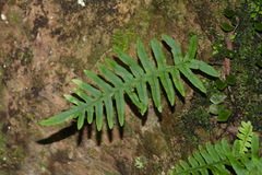 Polypodiodes amoena