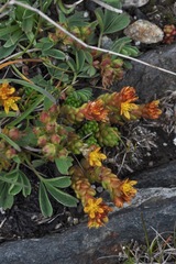 Sedum alpestre