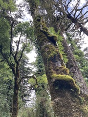 Trochodendron aralioides
