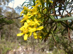 Centropappus brunonis