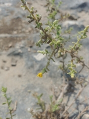 Chiliadenus iphionoides