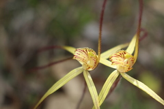 Caladenia straminichila
