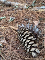Pinus armandi