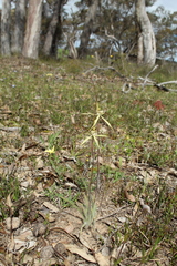 Caladenia straminichila