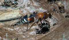 Psorthaspis legata