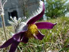 Pulsatilla montana