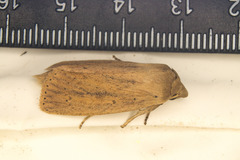 Globia subflava