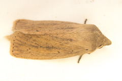 Globia subflava