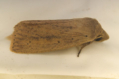 Globia subflava