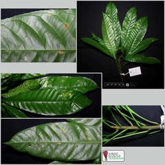 Barringtonia macrostachya