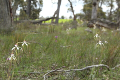 Caladenia longicauda eminens