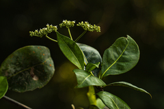 Psychotria evrardiana