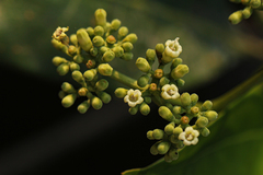 Psychotria evrardiana