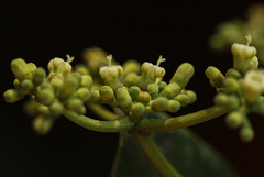 Psychotria evrardiana