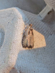 Olethreutes punctanum