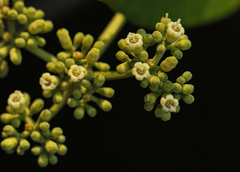Psychotria evrardiana