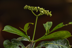 Psychotria evrardiana