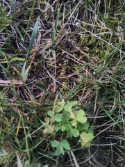 Oxalis