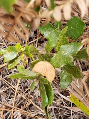 Disholcaspis spongiosa