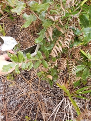 Disholcaspis spongiosa