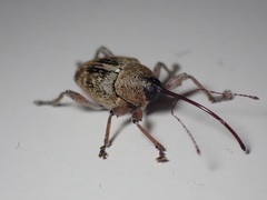 Curculio glandium