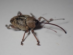 Curculio glandium