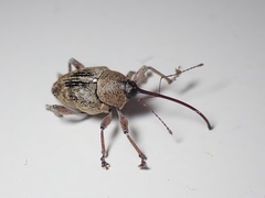 Curculio glandium