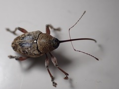 Curculio glandium