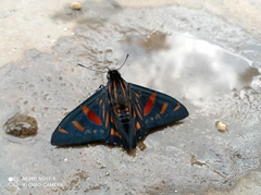 Phocides yokhara