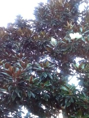 Magnolia