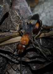 Psorthaspis legata