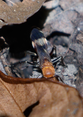 Psorthaspis legata