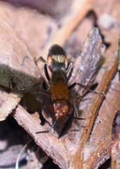 Psorthaspis legata