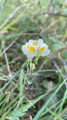 Linaria vulgaris