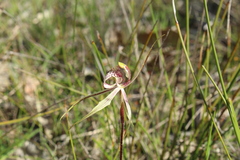 Caladenia × enigma