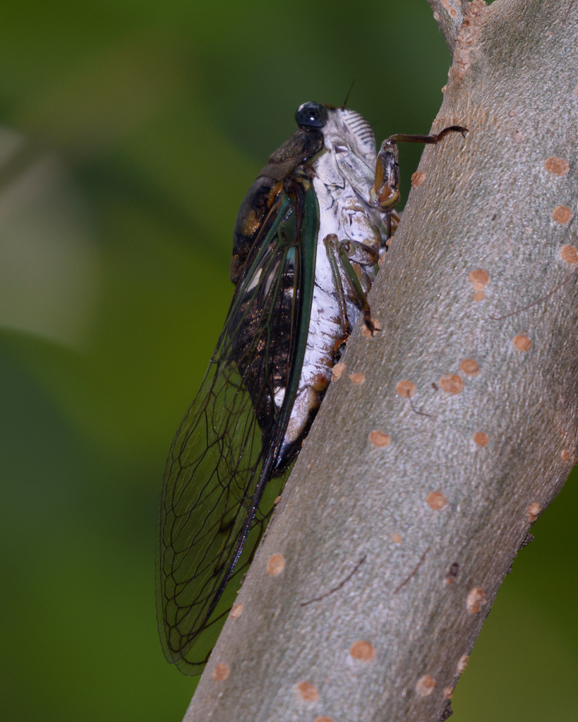 Cicadinae