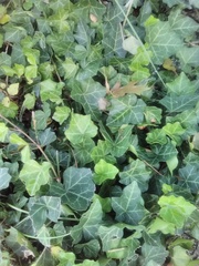 Hedera helix